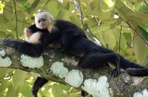 Carara National Park and Crocodile River Cruise
