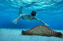 Explore El Cielo in Cozumel. Snorkel in 3 different reefs & visit Cielito Beach.