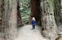 Private Muir Woods and Sausalito Half Day Tour
