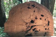Private Muir Woods and Sausalito Half Day Tour