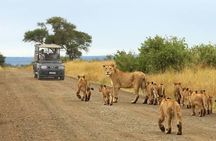 2 Days Mid-Range Safari to Lake Manyara and Ngorongoro Crater