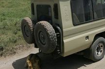 2 Days Mid-Range Safari to Lake Manyara and Ngorongoro Crater