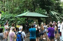Rainforest Waterfall Trail and Shuttle Service 