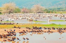 One Day Safari to Lake Manyara