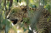 Sri Lanka Leopard Trail ( 15 N/ 16 D)