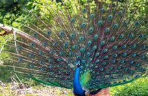 Sri Lanka Leopard Trail ( 15 N/ 16 D)