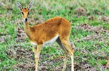 Day Trip Safari - Akagera National Park with Optional Lake Ihema Boat Safari