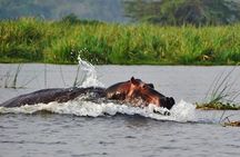 Day Trip Safari - Akagera National Park with Optional Lake Ihema Boat Safari