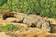 Day Trip Safari - Akagera National Park with Optional Lake Ihema Boat Safari
