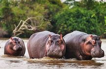 Day Trip Safari - Akagera National Park with Optional Lake Ihema Boat Safari