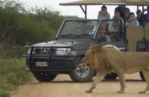 Fullday Gamedrives in Kruger National Park from Marlothpark