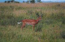 1 days Tanzania Sharing Joining group Safari - Ngorongoro Crater