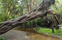 Victoria Falls: Private Guided Tour of the Falls