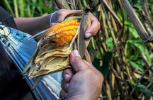 From the Milpa to Tourism: Farming, Cenote & Ek Balam Pyramids Tour