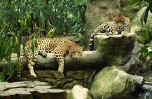 Day Trip from San Jose to La Paz Waterfall Gardens & Safari in Sarapiqui River