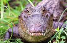 Jungle Crocodile Safari & Jaco Beach from San Jose