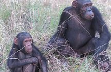 Gombe National Park Chimpanzee Trekking