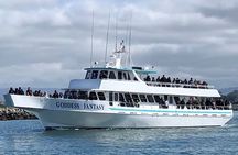 Monterey Bay Whale Watching