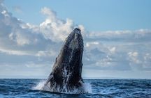 Monterey Bay Whale Watching