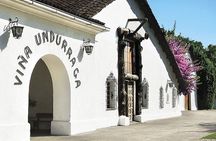 Santiago: Half day Visit to Undurraga vineyard, entrance and transport included 