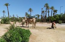  Majorel Marvels: Garden Excursion with Camel Ride in Palmeraie