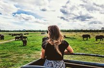 Kaudulla National Park Shared Safari