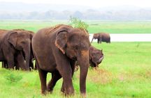 Kaudulla National Park Shared Safari