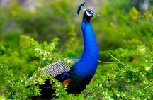 Kaudulla National Park Shared Safari