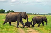 Minneriya National Park Private Safari from Habarana