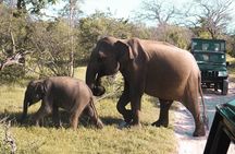 Yala National Park Private Safari
