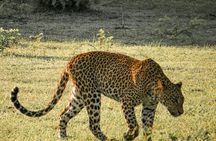 Yala National Park Private Safari