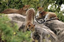Yala National Park Entrance Ticket with Private Safari