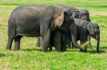 Minneriya National Park Private Safari from Habarana