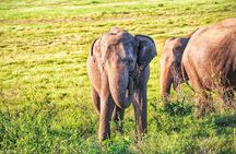 Hurulu Eco Park Private Safari with Naturalist