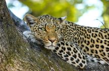 Yala National Park Safari from Tissamaharama
