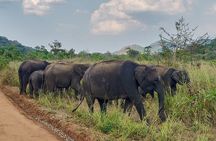 Hurulu Eco Park Private Safari from Habarana