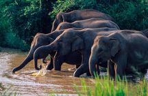 Wasgamuwa National Park Private Safari