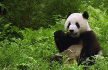 All-inclusive Day Tour: Mutianyu Great Wall & Beijing Panda Zoo with Local Lunch