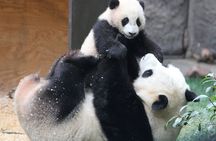 All-inclusive Day Tour: Mutianyu Great Wall & Beijing Panda Zoo with Local Lunch