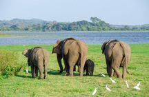 Minneriya National Park Safari from Sigiriya