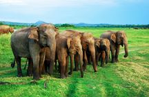 Minneriya National Park Private Safari from Habarana