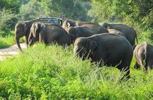 Wasgamuwa National Park Private Safari