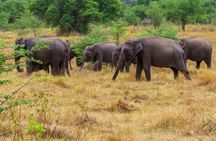 Wasgamuwa National Park Private Safari
