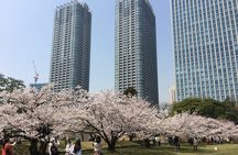 Cherry blossom tour in Tokyo 