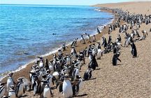Penguin watching in Punta Tombo