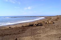 Penguin watching in Punta Tombo
