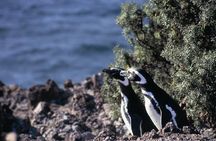 Penguin watching in Punta Tombo