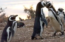Penguin watching in Punta Tombo