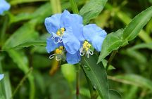 Bathing in the Forest Trail in Foz do Iguaçu
