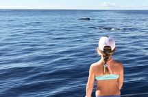 Private Snorkel Trip from Oahu on a Yacht